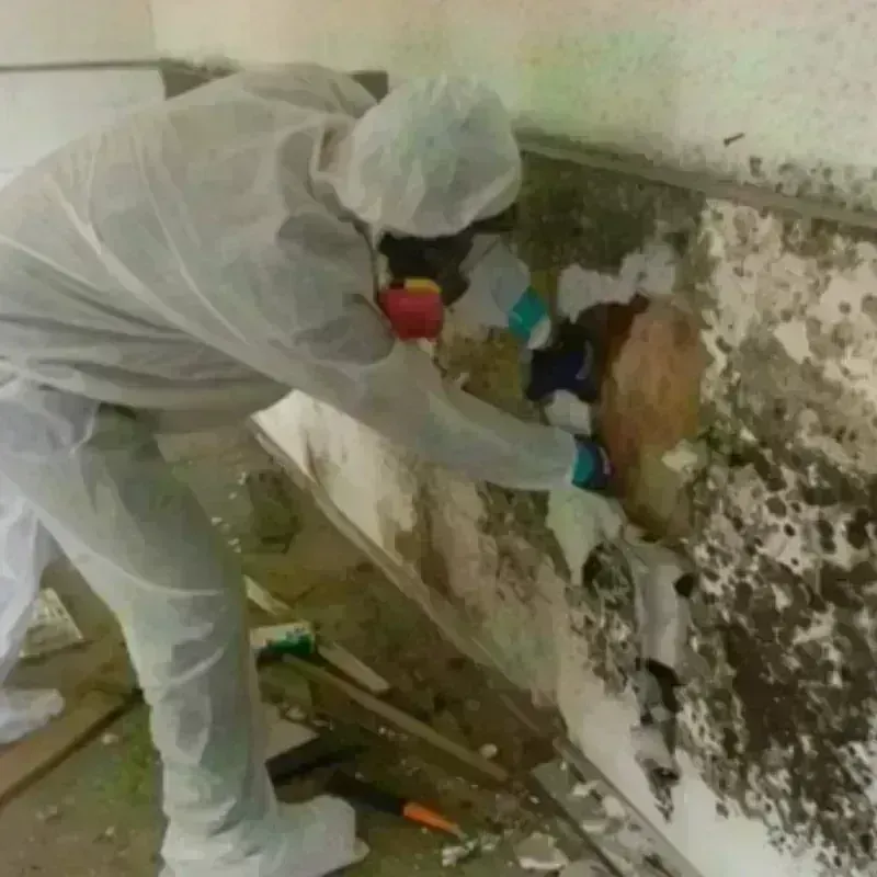 Mold Remediation and Removal in Morton, PA